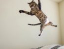 что делать если кот орет по утрам. Смотреть фото что делать если кот орет по утрам. Смотреть картинку что делать если кот орет по утрам. Картинка про что делать если кот орет по утрам. Фото что делать если кот орет по утрам