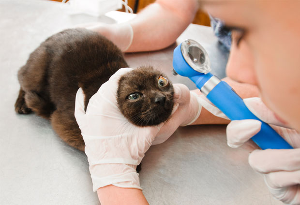 Анализ на вирус герпеса у кошек thumbnail