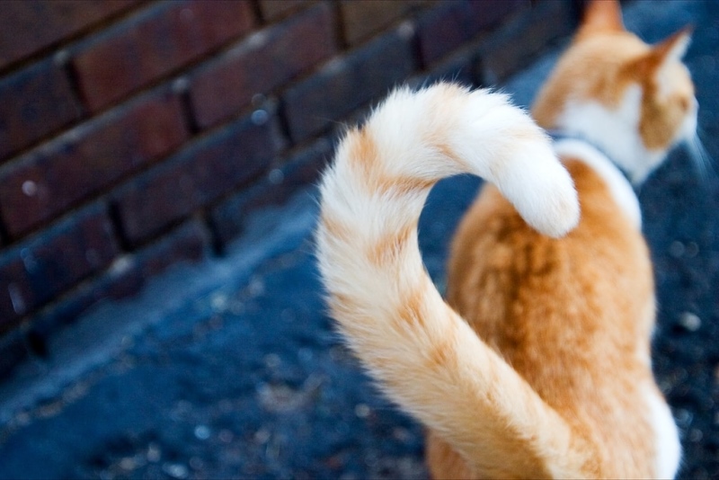 Почему коты виляют хвостом