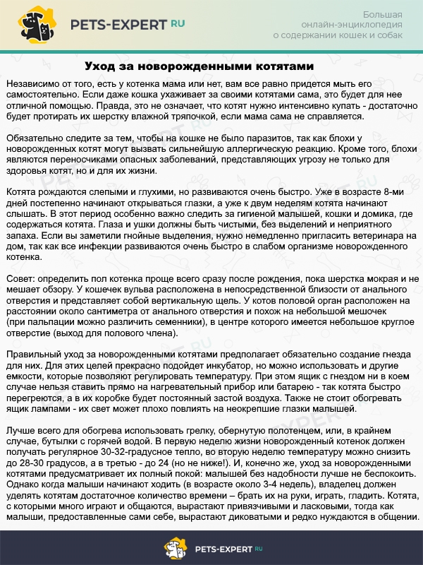 Правила ухода за новорождёнными котятами