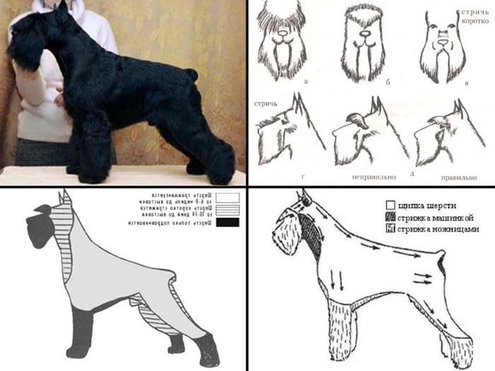 Руководство по стрижке цвергшнауцера
