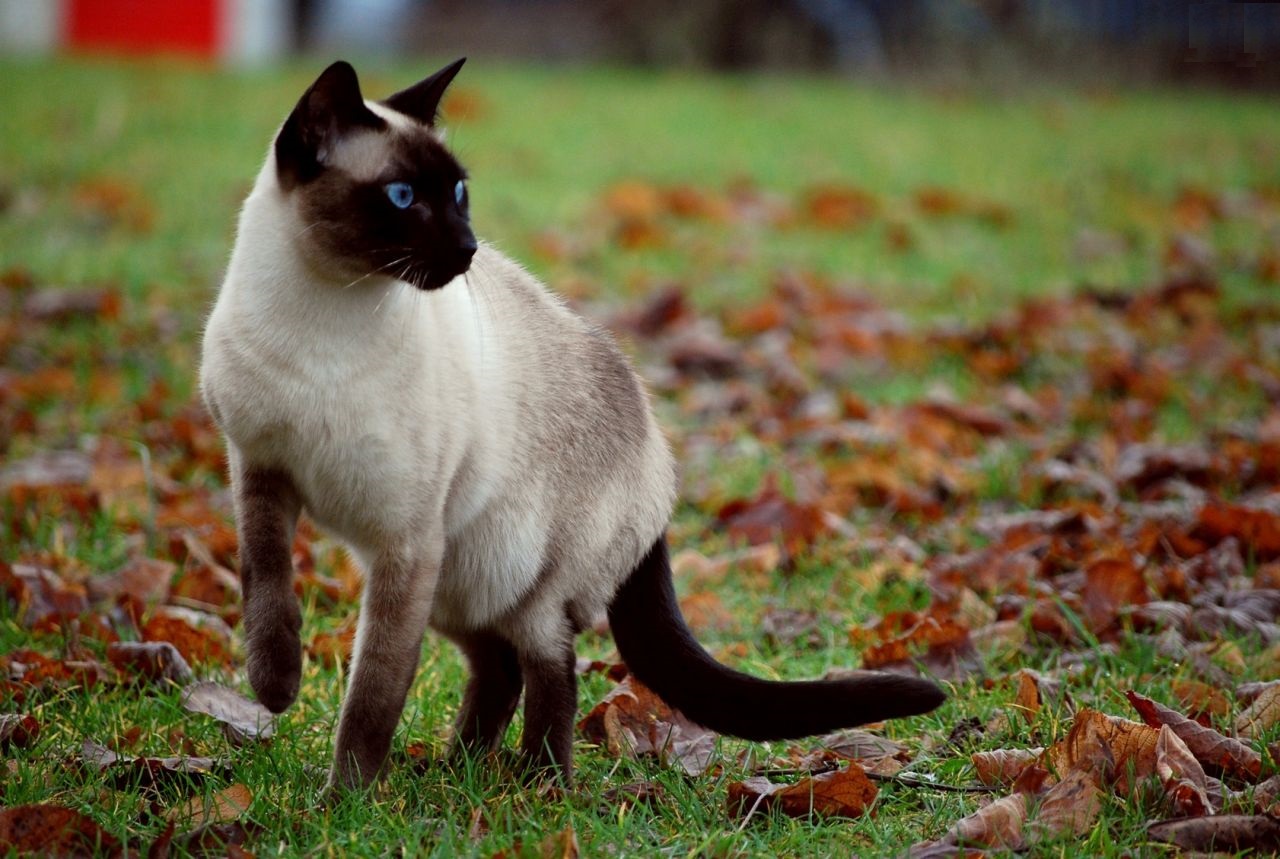 Фотографии сиамской кошки. Сиамская порода кошек. Сиам кошка Сиамская. Старотипная Сиамская. Сиамская турецкая кошка.