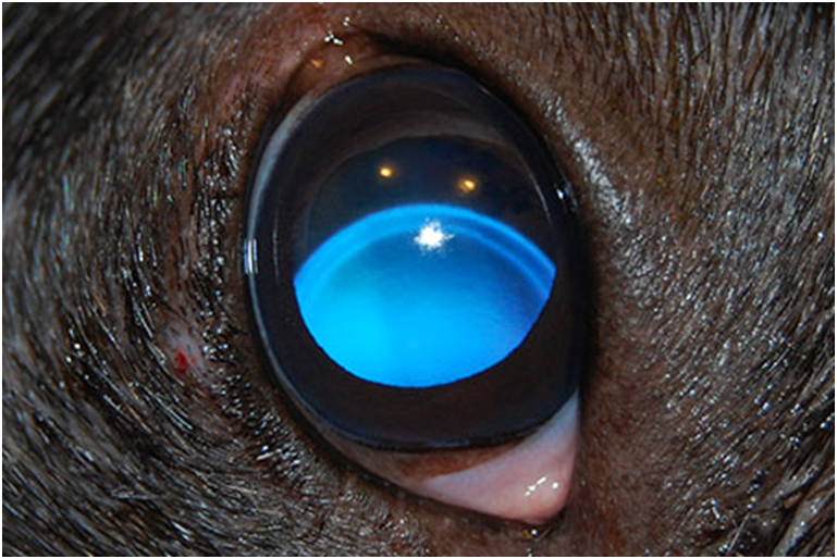 Собака чешет глаза лапой лечение thumbnail