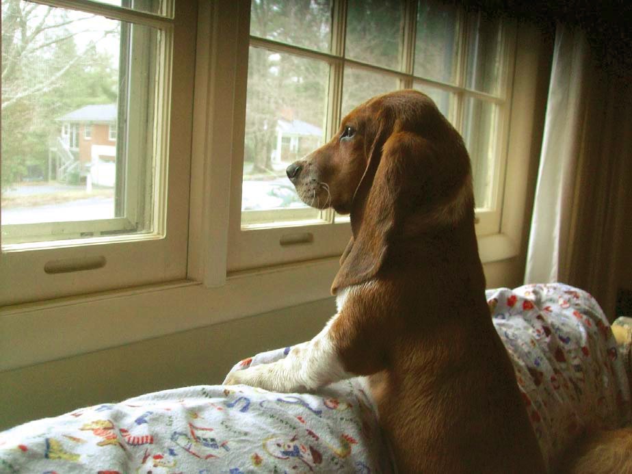 Собака весь день сидит дома, с нетерпением ожидая любимого хозяина