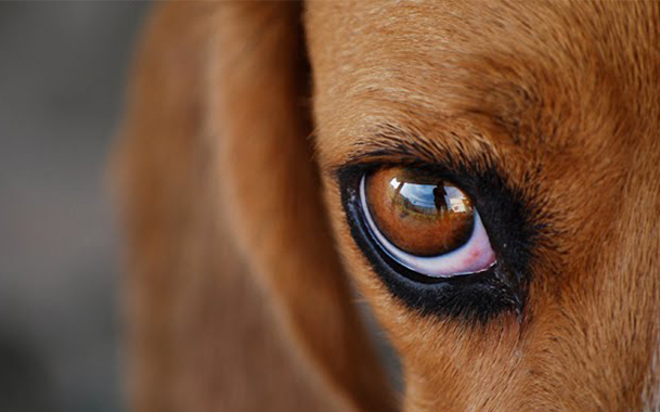 У собаки зуд и покраснение вокруг глаз зуд thumbnail