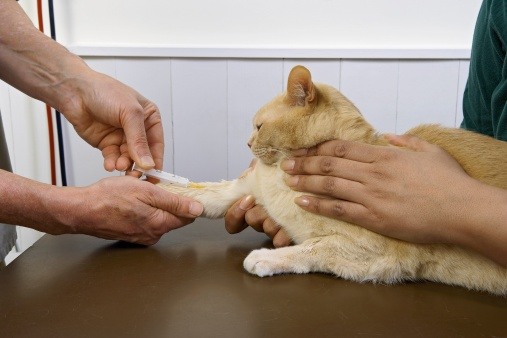 Лечение герпеса у кота thumbnail