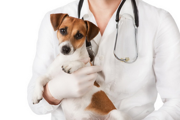 Установить точную причину и назначить лечение может только ветеринар