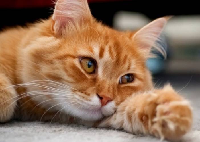 что делать если кот орет по утрам. Смотреть фото что делать если кот орет по утрам. Смотреть картинку что делать если кот орет по утрам. Картинка про что делать если кот орет по утрам. Фото что делать если кот орет по утрам