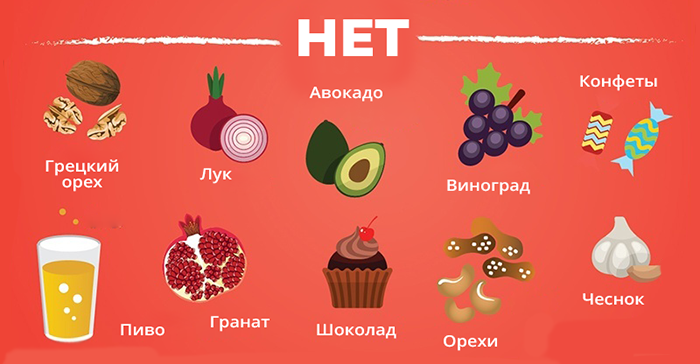Что категорически запрещено давать собаке
