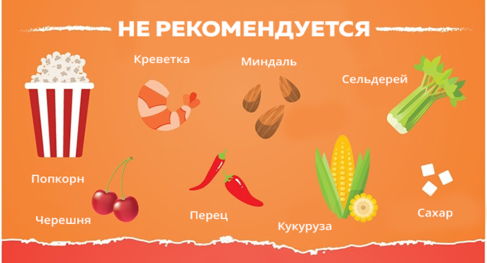 Что не рекомендуется давать собакам