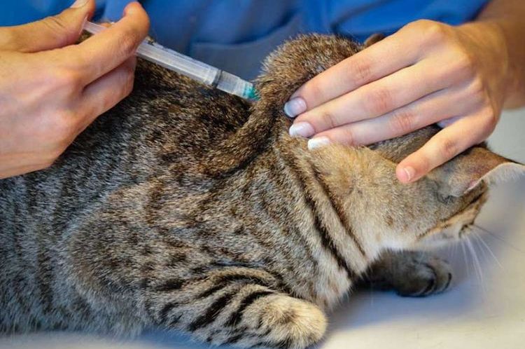 Обезвоживание у кота лечение в домашних условиях thumbnail