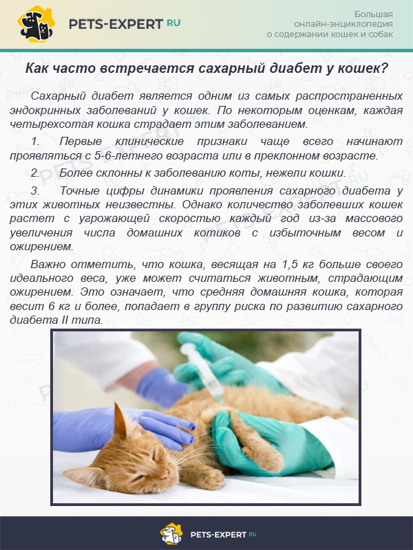 Глаукома у кошек без лечения что. Смотреть фото Глаукома у кошек без лечения что. Смотреть картинку Глаукома у кошек без лечения что. Картинка про Глаукома у кошек без лечения что. Фото Глаукома у кошек без лечения что