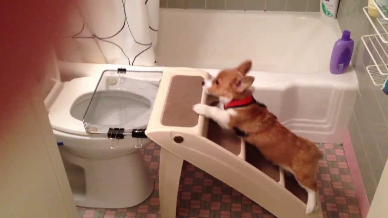 Как приучить собаку породы чихуахуа к туалету, Собака породы чихуахуа приучение к туалету