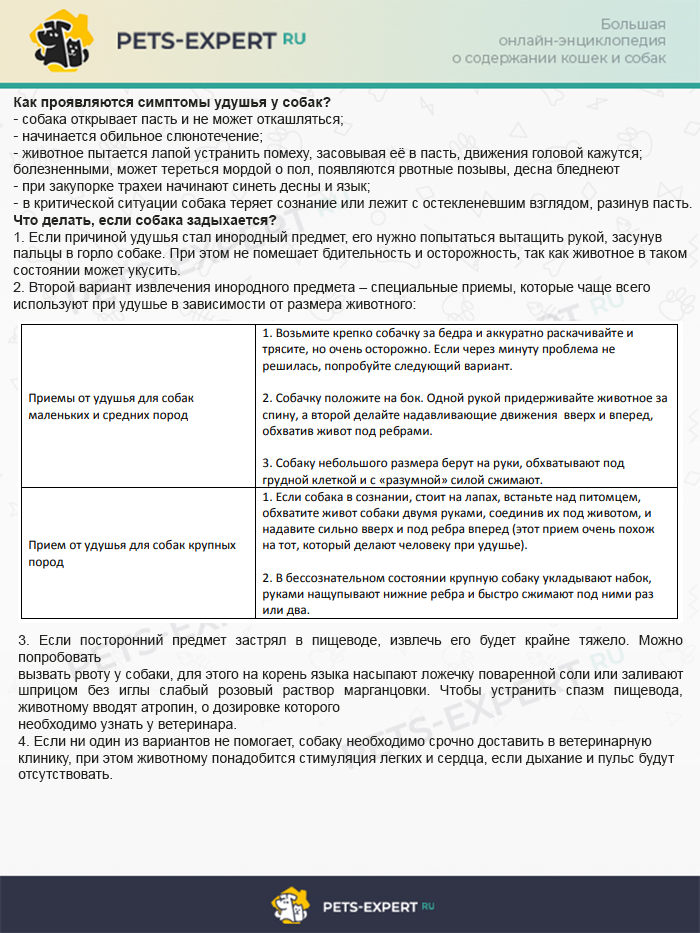 Почему собака кашляет как будто подавилась, Чихуахуа кашляет как будто подавилась пытается что-то отрыгнуть