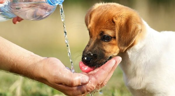 Чистая прохладная вода – жизненная необходимость для каждого животного