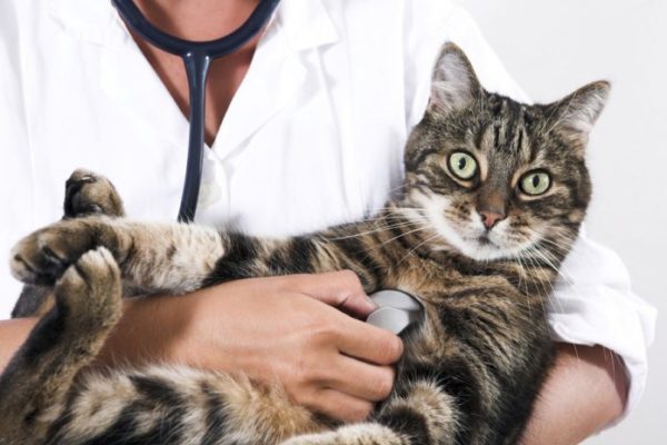Гастрит у кошек: причины, симптомы, диагностика и лечение, осложнения, профилактика