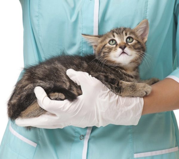 Дозировка «Гептрала» кошкам должна быть выверена врачом