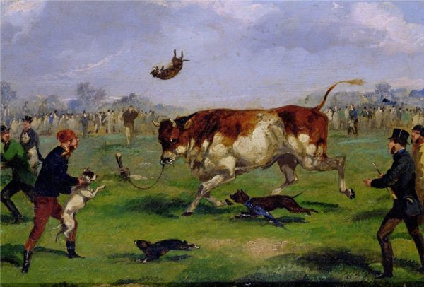 Бульдоги в бою с быком