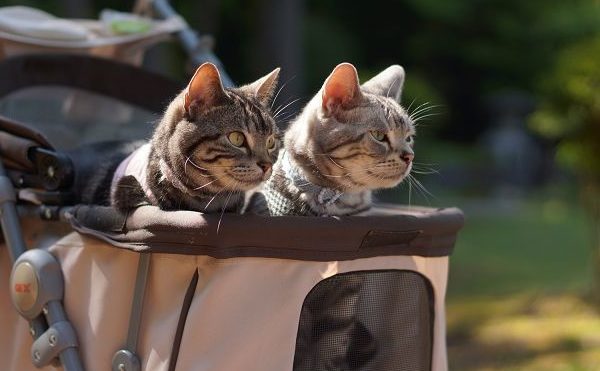 Кошки в специальной прогулочной коляске