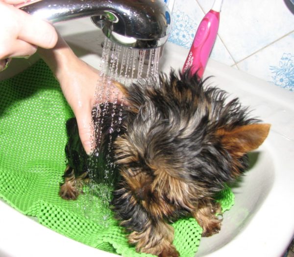 Перед купанием следует обезопасить ушные раковины собаки
