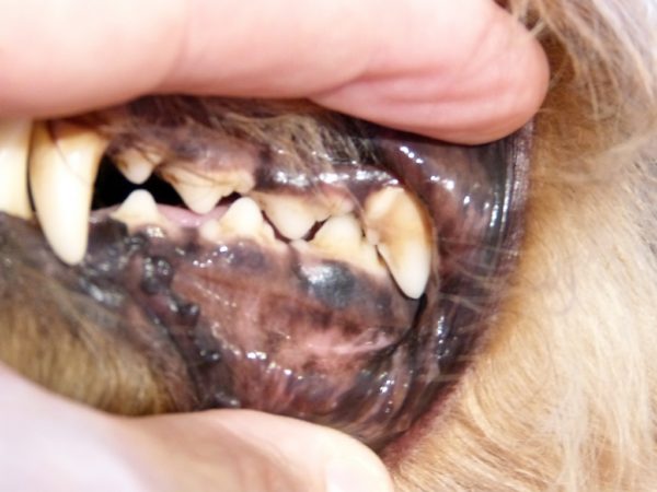 Помимо приема лекарственных средств животному делают чистку зубов с помощью ультразвука или химикатов
