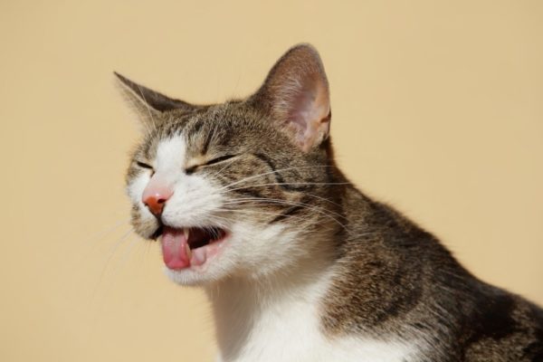 У кошек кашель сопровождает многие болезни и патологии