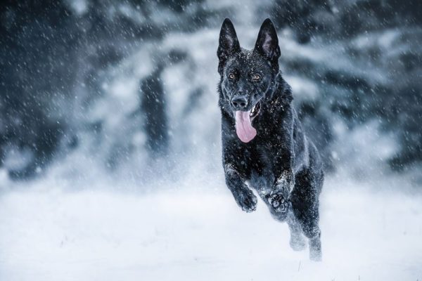 Чтобы не мёрзнуть зимой, собака тратит больше ресурсов организма