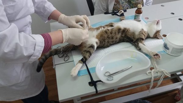 Процесс стерилизации кота с крипторхизмом