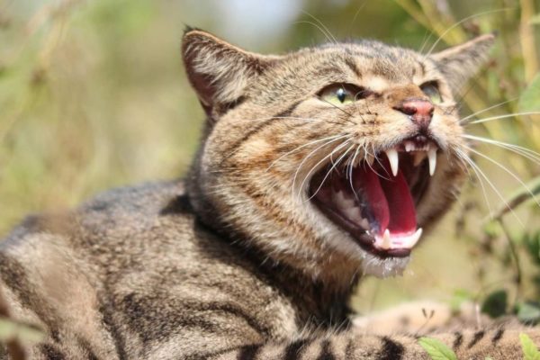 От эпидемии чумы золотоискателей защищали предки короткошерстной американской кошки