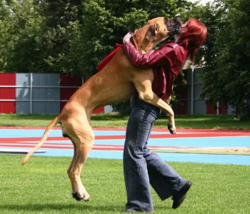 Большая собака прыгает на хозяина