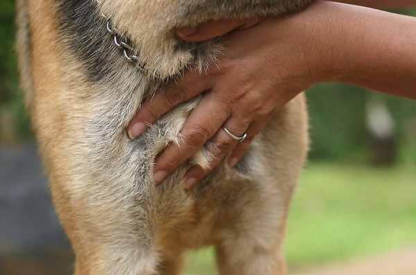 Пульс собаки - важный показатель состояния артериального давления