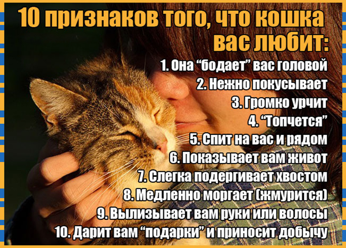10 признаков кошачьей любви к вам