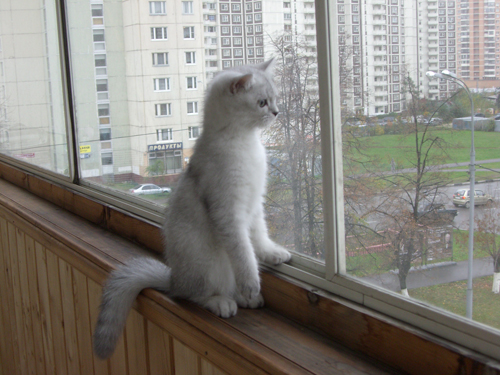 Кошка на балконе