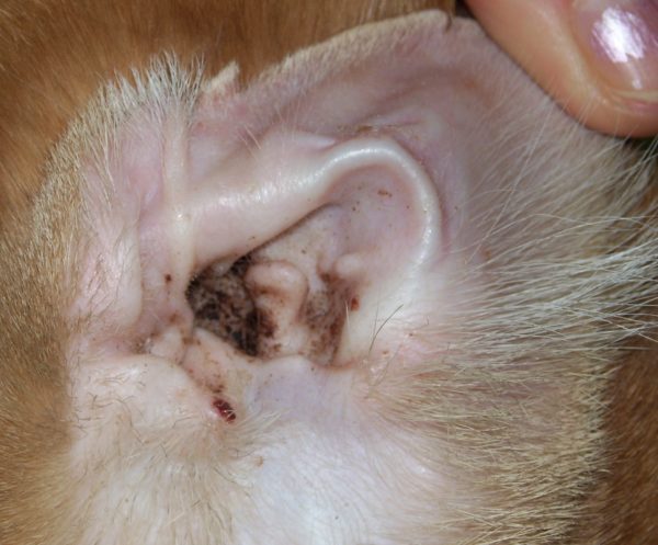 Главное различие между саркоптозом и отодектозом — поражение ушных раковин во втором случае