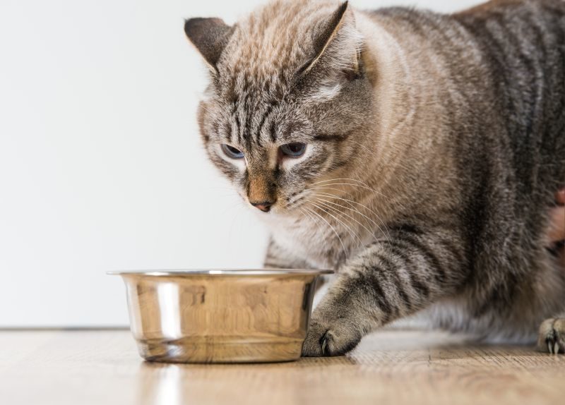 Как посадить на диету кошку стерилизованную