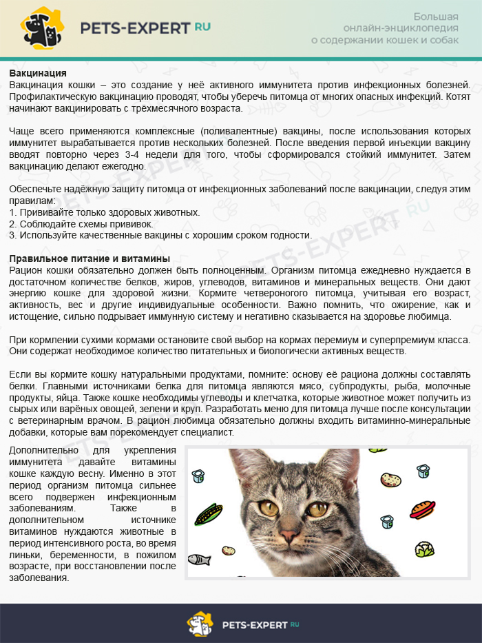 2 способа поднять иммунитет кошке