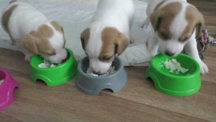Лучше всего подложить под посуду питомца коврик, так как во время еды собаки часто разбрасывают кусочки пищи повсюду