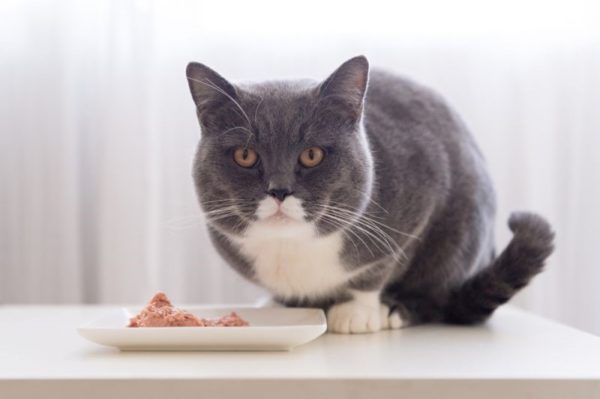 Кошка может поедать каждую порцию с удовольствием, но затем страдать от аллергии