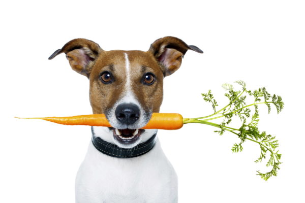 Собаке необходимо в рацион добавлять овощи