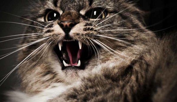 Усы чутко реагируют на отрицательные электрические заряды, возникающие при поглаживании кошки против шерсти