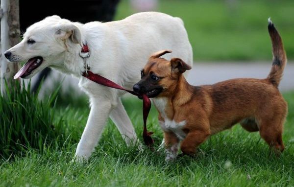 В большинстве случаев собака заражается через контакт с заболевшим животным