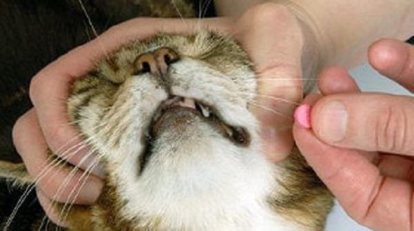 Нельзя использовать Дицинон, если у кошки имеется на него аллергия 