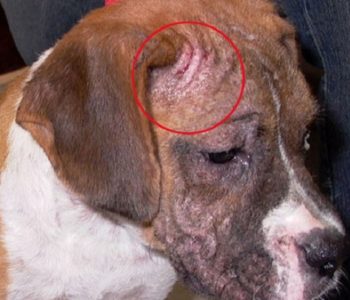 Кожные поражения могут развиться у собаки не только на теле, но и на морде