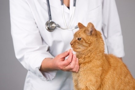 Вкусовые добавки привлекают котов, и поэтому они не противятся приему лекарства в большинстве случаев