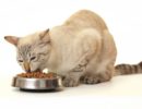 Переводя кошку на гипоаллергенный корм, нужно исключить любую другую пищу