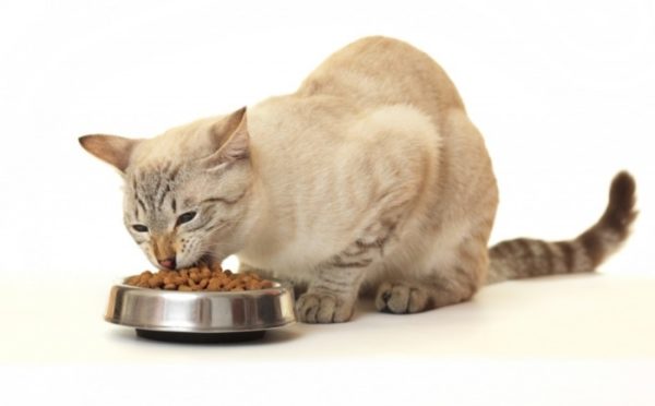 Переводя кошку на гипоаллергенный корм, нужно исключить любую другую пищу