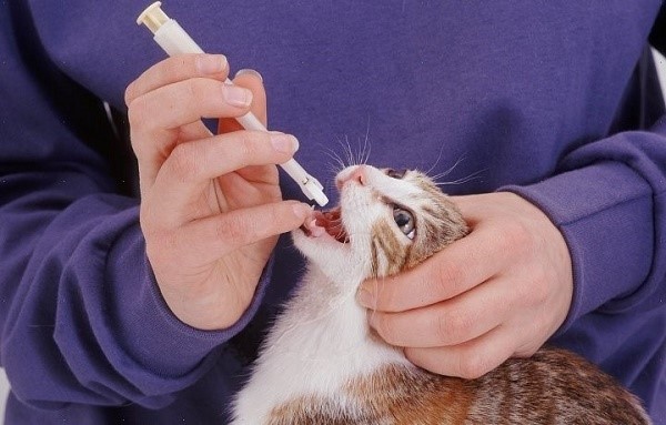 Некоторые кошки не станут есть таблетку ни за что на свете. Для таких хитрецов придется использовать иные пероральные способы введения лекарства