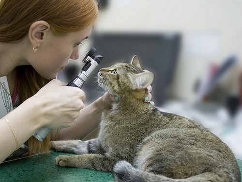 Диагностику глаукомы качественно и достоверно может произвести только ветеринарный врач