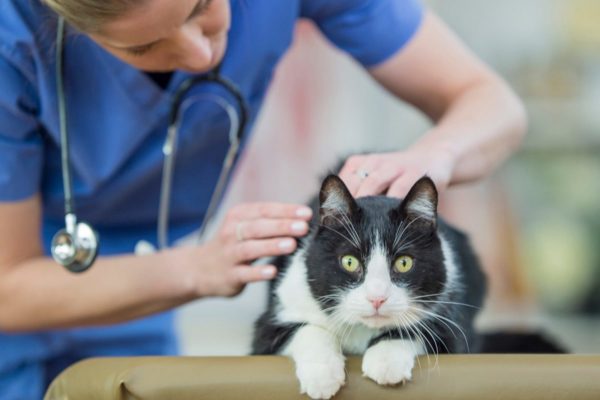 Дисплазия у кошек - заболевание суставов