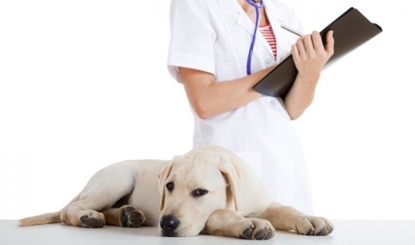 «Энтеросгель» дают собакам при аллергиях, отравлении или расстройстве желудка